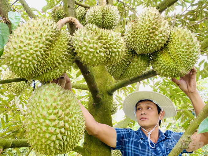 Sản xuất cây ăn trái ở ĐBSCL tăng trưởng ấn tượng. Ảnh: Lê Hoàng Vũ.