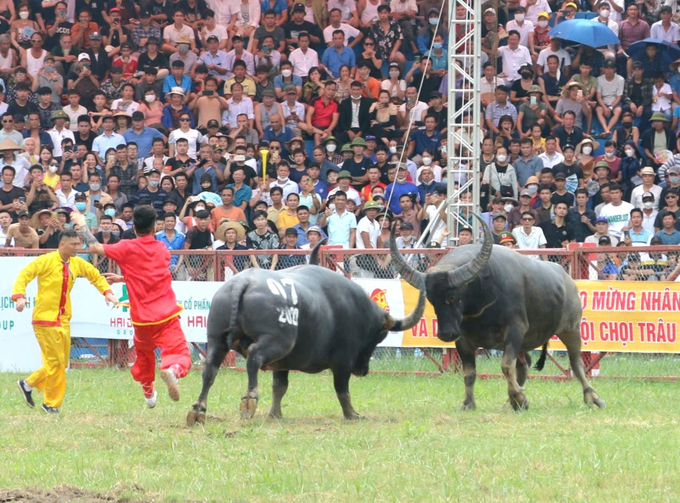 Chọi trâu là lễ hội đã gắn với truyền thống, văn hóa, sự phát triển của vùng đất con người Đồ Sơn hàng nghìn năm qua. Ảnh: Đinh Mười.