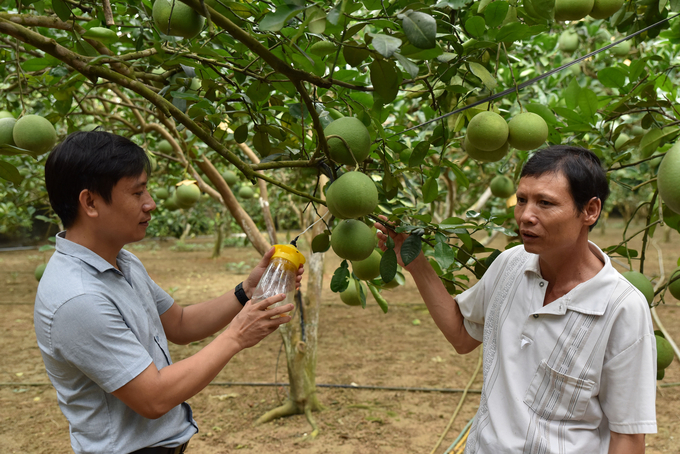 Cán bộ Trung tâm Dịch vụ Nông nghiệp huyện Chương Mỹ kiểm tra bẫy ruồi vàng trong vườn bưởi ở xã Trần Phú. Ảnh: Dương Đình Tường.