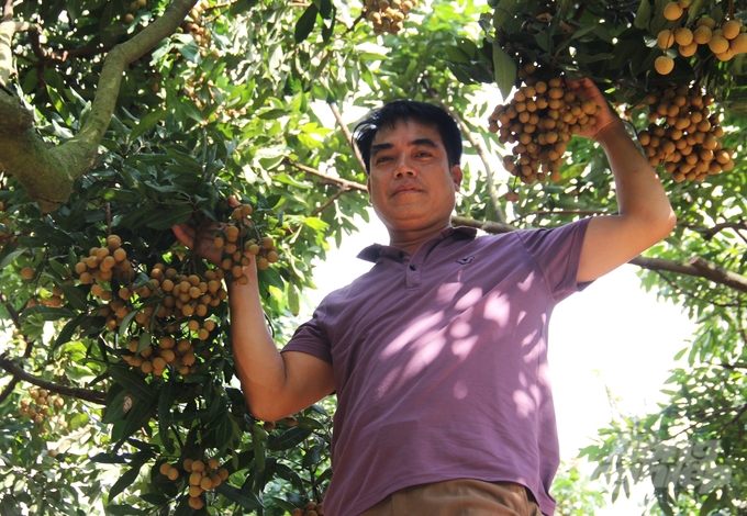 Close supervision in growing areas is a prerequisite for Hung Yen longan to be able to travel far. Photo: Trung Quan.