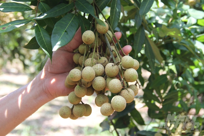 Hung Yen longan has entered the harvest season. Photo: Trung Quan.