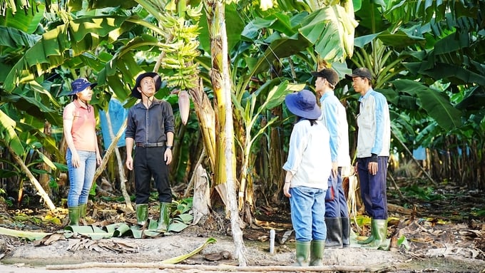 Unifarm's experts have tirelessly improved their techniques for cultivating bananas and managing pests and diseases. Photo: Hong Thuy.