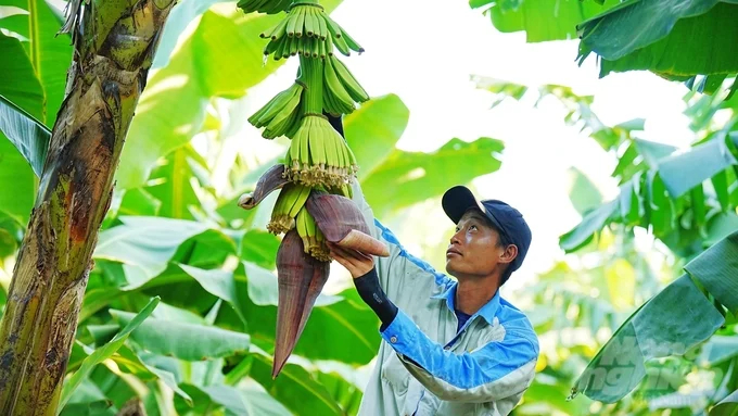 In integrating technical advances into production, Unifarm focuses on adapting technologies to Vietnam's conditions rather than relying solely on machinery. Photo: Hong Thuy.