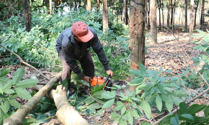 Rất nhiều gia đình không chỉ hiến đất làm đường, mà còn sẵn sàng cưa vườn cao su đang thu hoạch hàng trăm cây. Ảnh: Hồng Thủy.