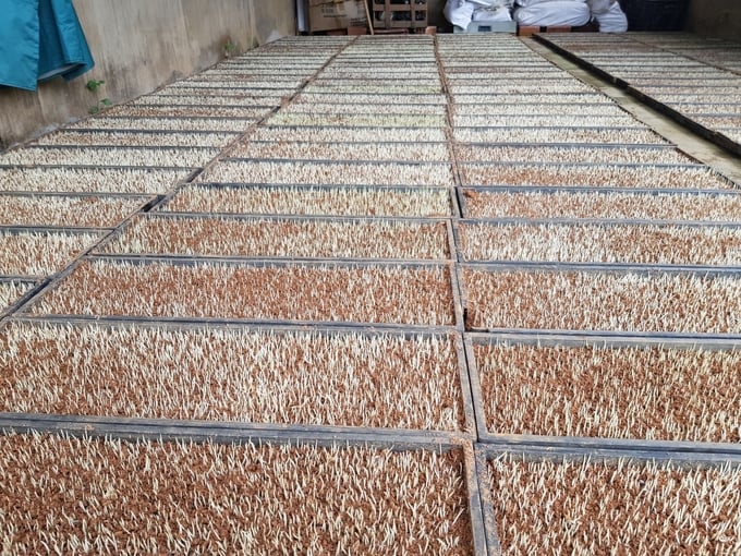 An Tin Agricultural Cooperative utilizes tray-based seedling cultivation in their organic rice production process. Photo: V.D.T.