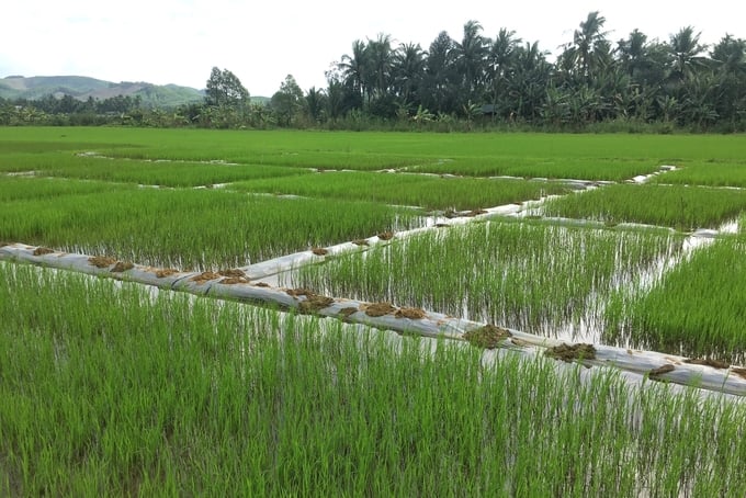 Tending practices in organic rice production differ significantly from traditional farming methods. Photo: V.D.T.