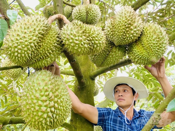 Fruit tree production in the Mekong Delta has grown impressively. Photo: Le Hoang Vu.