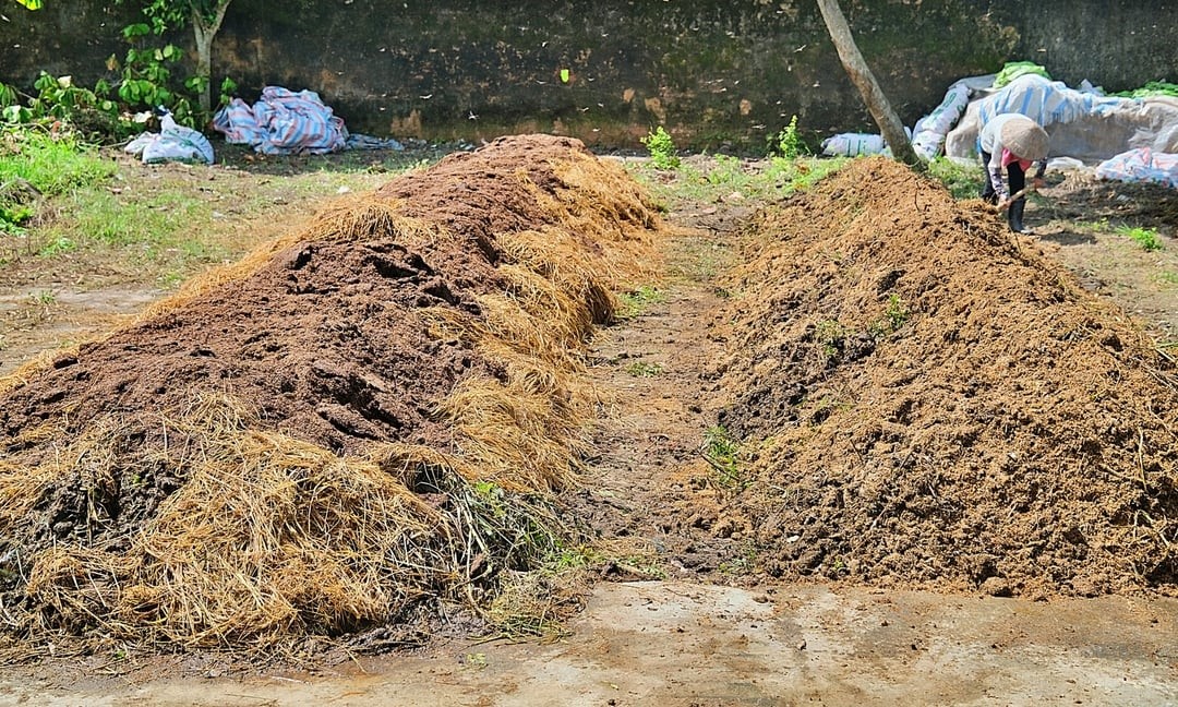 Pile of straw after mixing (right) and without mixing (left). According to research by IRRI's experts, people can use more buffalo and cow manure during the composting process at a rate of about 40% or add soil rich in protein (nitrogen).  A compost mixture considered optimal consists of 60% straw, 30% cow manure, and 10% soil. When mixing, IRRI recommends spraying additional probiotics at a dose of 1 liter of original probiotics mixed with 1 kg of molasses and 18 liters of water, incubated for 7 days to obtain 20 liters of secondary probiotics. On average, 4 liters of secondary probiotics mixed with 40 liters of water will be sprayed for about 1 ton of raw material.