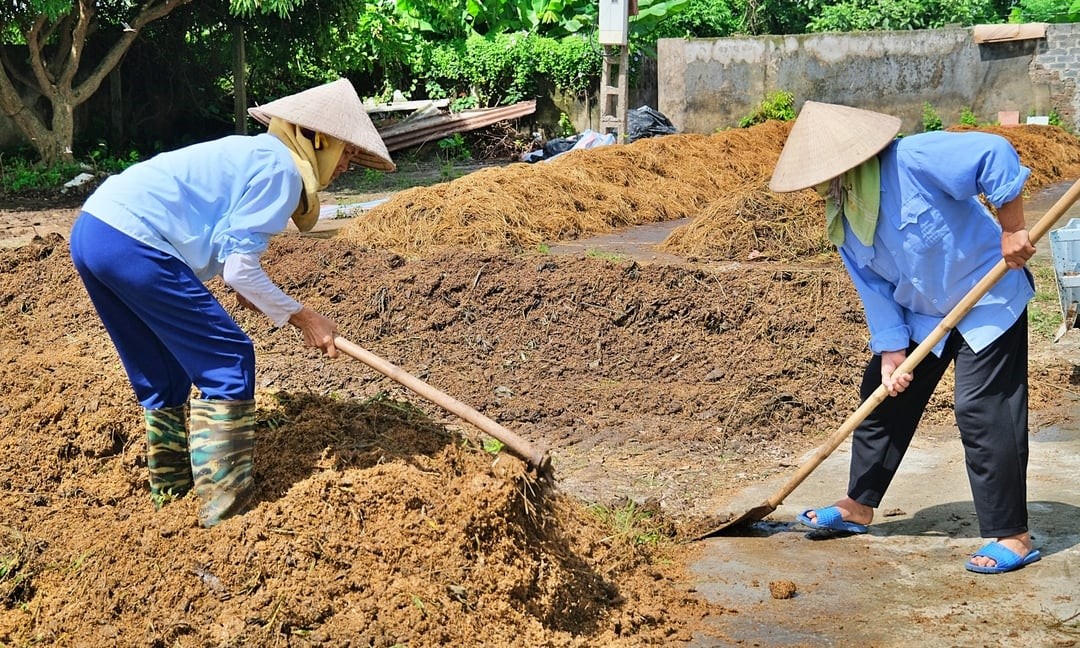 After 45 days from the first agitation, organic fertilizer can be ready for use. A finished product is considered quality if the C/N ratio is 13–14.5 and the pH is 6.8–7.2. IRRI reminds people to proactively reduce the humidity of finished products before entering the pellet pressing and storage process.  To compost effectively, people need to prepare compost beds, agitate, spray probiotics, cover with canvas, and check temperature and pH regularly. At the same time, perform a second agitation 10-15 days later before checking the finished product.