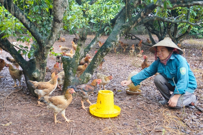 Chăn nuôi gà đồi Yên Thế theo hướng hữu cơ, thời gian nuôi khoảng 5 tháng, dài hơn so với nuôi công nghiệp 1,5 tháng. Ảnh: Hồng Thắm.