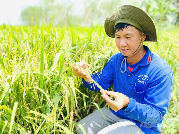 Anh Nguyễn Minh Tuấn, Tổ trưởng Tổ hợp tác Quyết Tiến ở xã Phú Thành A, huyện Tam Nông bên mô hình lúa - cá - vịt cho năng suất tương đối cao. Ảnh: Lê Hoàng Vũ.