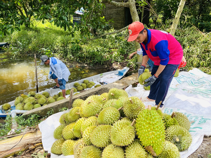 Kinh tế tập thể đã giúp hạn chế được sản xuất nhỏ lẻ, manh mún, giúp thành viên ổn định thị trường tiêu thụ nông sản. Ảnh: Lê Hoàng Vũ.