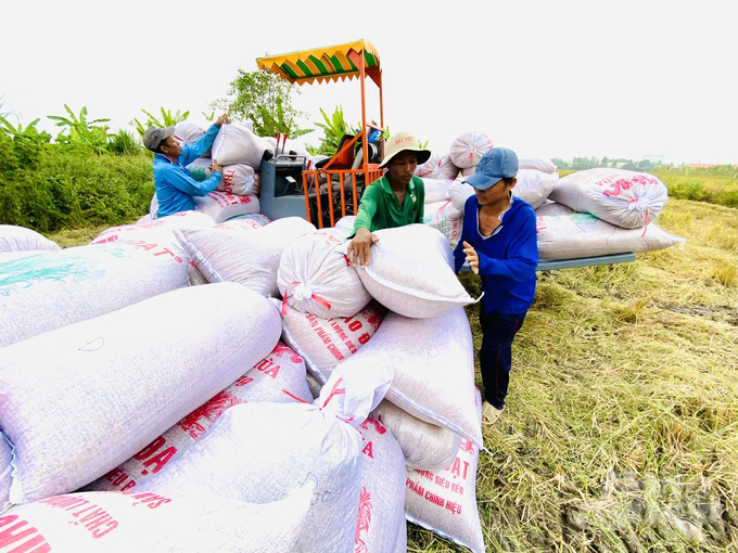 Nông dân sản xuất lúa sinh thái lợi nhuận tăng thêm từ 3 - 4 triệu đồng/ha so với sản xuất truyền thống. Ảnh: Lê Hoàng Vũ.