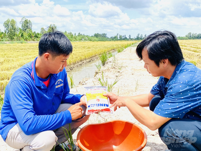 Trong vụ lúa hè thu, nông dân trong Tổ hợp tác Quyết Tiến còn sử dụng chế phẩm sinh học Emuniv để phân hủy rơm rạ thành phân hữu cơ phục vụ lại cho cây trồng. Ảnh: Lê Hoàng Vũ.