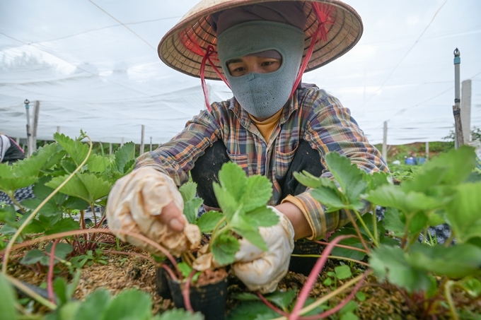 Many sloping areas in Son La currently grow fruit trees, bringing in billions of dong per hectare each year. Photo: Tung Dinh.