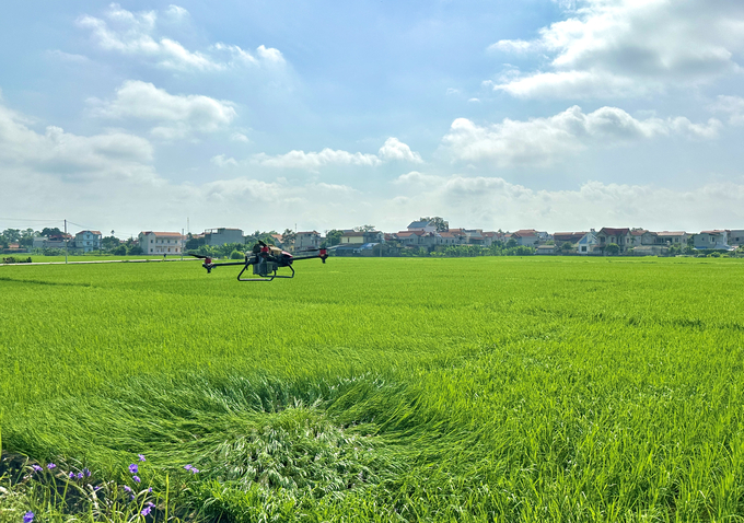 Sử dụng drone bón phân hữu cơ giúp tiết kiệm công lao động, bảo vệ sức khỏe nông dân. Ảnh: Quang Linh.