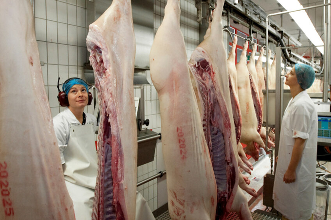 Slaughterlines in Germany were slightly busier than last year in the first 6 months of this year. Photo: Ronald Hissink.