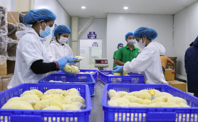 Processing frozen durian. Photo: Quang Yen.