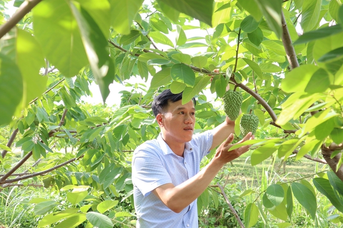 Custard apples on sloping land in Mai Son. Photo: Hoang Anh.