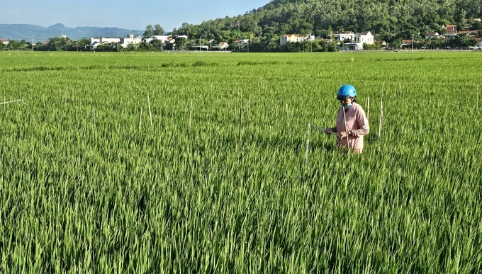 Nhờ được tập huấn, nông dân Phú Yên ngày càng áp dụng IPM rộng rãi vào sản xuất. Ảnh: KS.