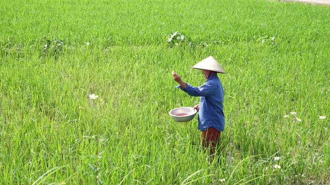 Người dân còn sử dụng nhiều phân bón tổng hợp, cách bón thiếu khoa học. Ảnh: Quang Linh.