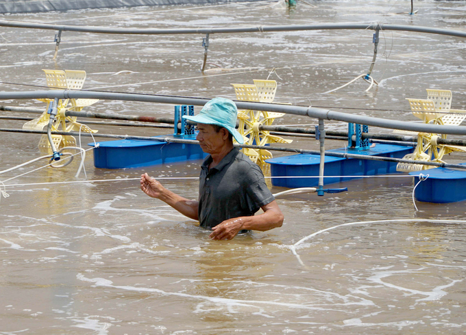 Chính quyền địa phương cần đánh giá cụ thể các mô hình nuôi tôm công nghệ cao. Ảnh: Trần Phi.