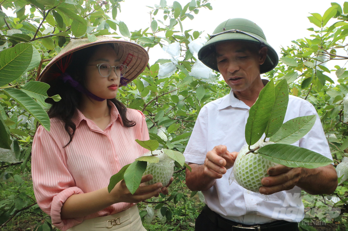 Ông Ân Văn Kim (thôn Đồng Đặng, xã Sơn Dương) đang giới thiệu về những tiêu chí để lựa chọn quả ổi chất lượng, đạt chuẩn. Ảnh: Cường Vũ.