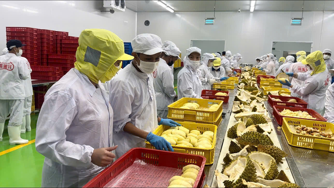 Official export of frozen durian will help reduce pressure on fresh fruit exports. Photo: Quang Yen.