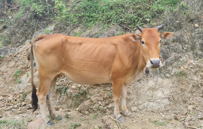 Quy mô nông hộ, chăn nuôi thả rộng tạo điều kiện cho dịch bệnh phát sinh trên đàn gia súc của Nghệ An. Ảnh: Việt Khánh.