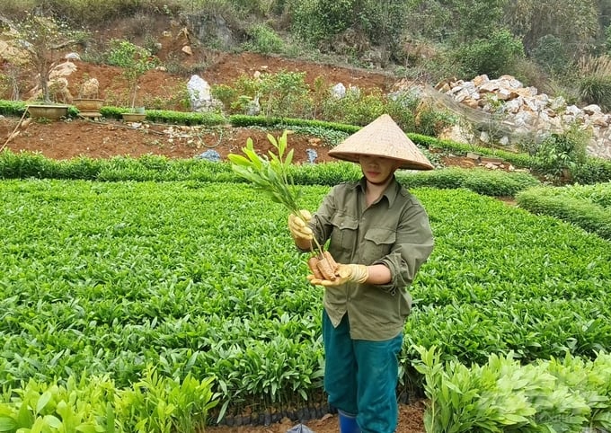 Many family forest owners, after purchasing forest seedlings, failed to keep documents that proves the origin of the seedlings. Photo: Dao Thanh.