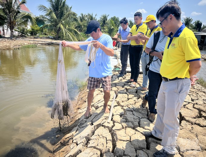 With the rice-shrimp model, farmers have an average income of 70–100 million VND/year/ha. Photo: Trong Linh.