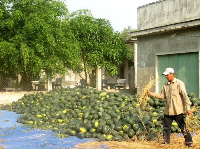 Dưa hấu vụ hè thu 2024 ở Bình Định cho nông dân lãi bình quân 80 - 90 triệu đồng/ha. Ảnh: V.Đ.T.