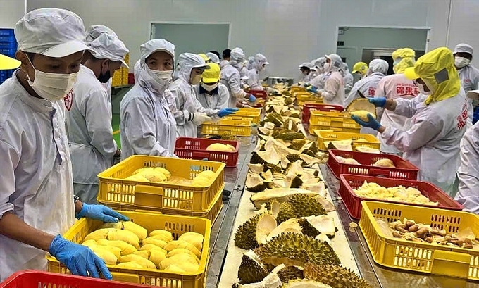 The entire process of processing frozen durian must comply with HACCP standards or equivalent. Photo: Bao Thang.