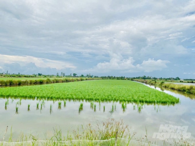 Rice-shrimp model. Photo: Trong Linh.