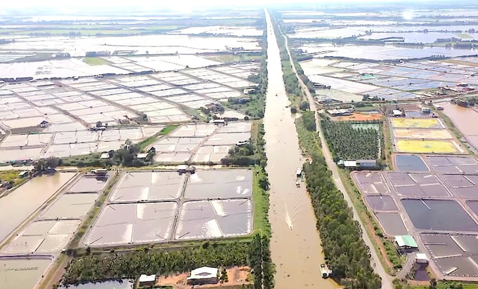 Hiện toàn vùng Đồng Tháp Mười thuộc tỉnh Long An có trên 522ha đất nuôi tôm thẻ chân trắng, tăng hơn 77ha so với năm 2023. Ảnh: Minh Đảm.