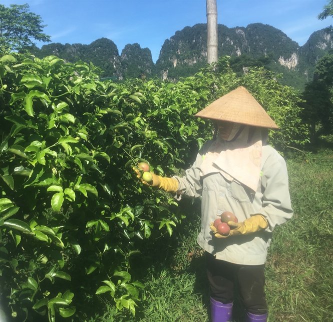 Thu hoạch chanh leo VietGAP tại mô hình. Ảnh: TTKN Hoà Bình.