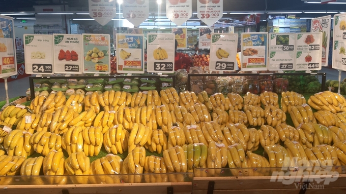 Unifarm has been exporting bananas to demanding markets like Japan and South Korea for the past 10 years. Photo: Hong Thuy.