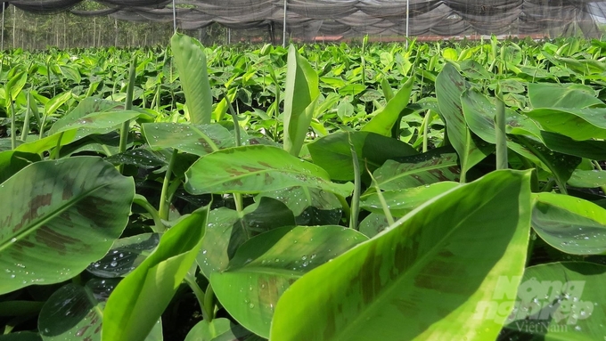 The discovery of a Panama disease-resistant banana variety is the result of many years of research at Unifarm. Photo: Hong Thuy.