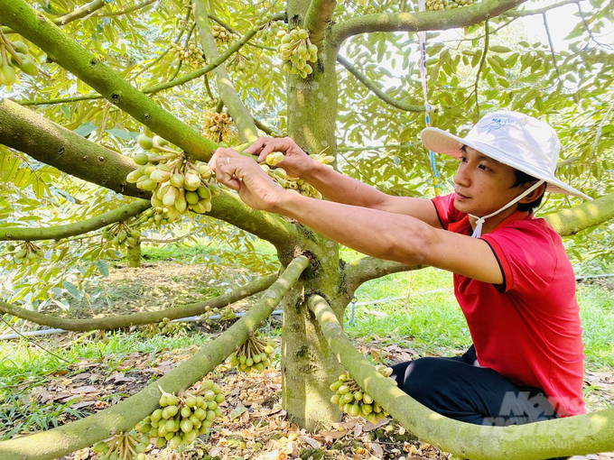 Tỉa bỏ hoa ở ngoài tán, trên thân hoặc gần sát thân chính, tỉa bỏ những chùm hoa gần sát nhau, cuống nhỏ, để lại những hoa có cuống to, khoảng cách đều giữa các chùm hoa trên cành. Ảnh: Minh Quốc.