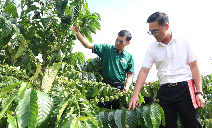 Lãnh đạo Giám đốc Công ty TNHH MTV cà phê Đ’rao cho biết, doanh nghiệp gắn bó với nguồn vốn Agribank đến nay hơn 40 năm. Ảnh: Quang Yên.