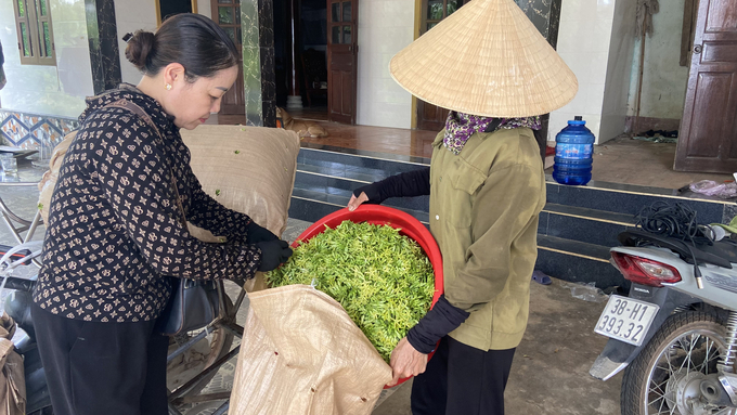 Thương lái đến tận vườn thu mua hoa thiên lý với giá giao động từ 30.000 - 50.000đ/kg (tùy thời điểm). Ảnh: Nguyễn Hoàn.