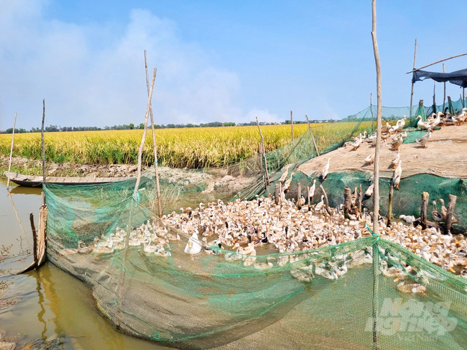 Producing eco - friendly rice combined with fish and duck farming in rice fields yields a profit of 1.120 USD/ ha. Additionally, farmers earn several hundred dollars/ha/crop from ducks and wild fish. Photo: Le Hoang Vu.