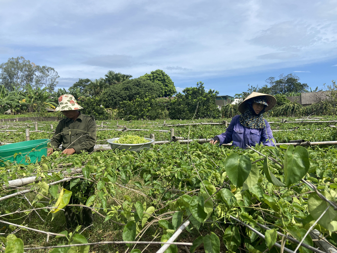 Mạnh dạn chuyển đổi trồng hoa thiên lý, bình quân mỗi vụ gia đình ông Võ Xuân Anh có thu nhập xấp xỉ trăm triệu đồng. Ảnh: Nguyễn Hoàn.