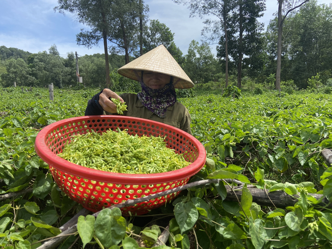 Năm nay hoa thiên lý được mùa, được giá, nông dân hết sức phấn khởi. Ảnh: Nguyễn Hoàn.