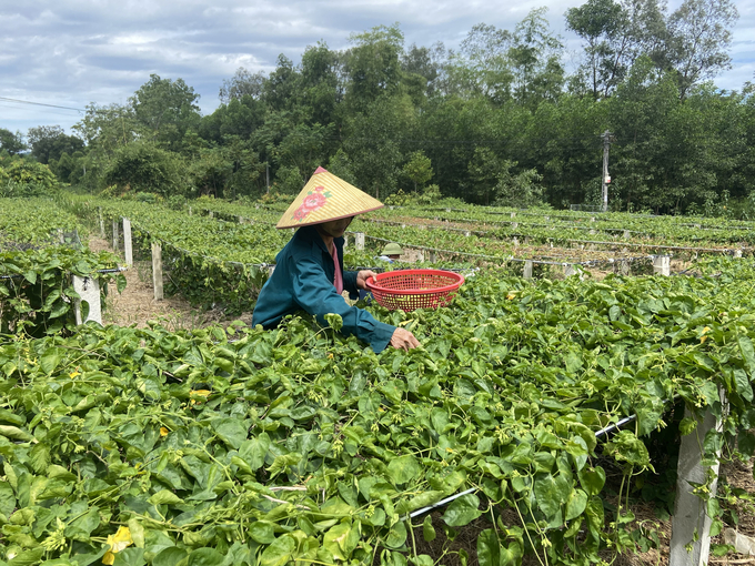 Cây thiên lý dễ trồng, dễ chăm sóc, có thể cho thu hoạch nhiều lứa trong năm, mỗi vụ mang lại thu nhập 10 - 12 triệu đồng/sào. Ảnh: Nguyễn Hoàn.