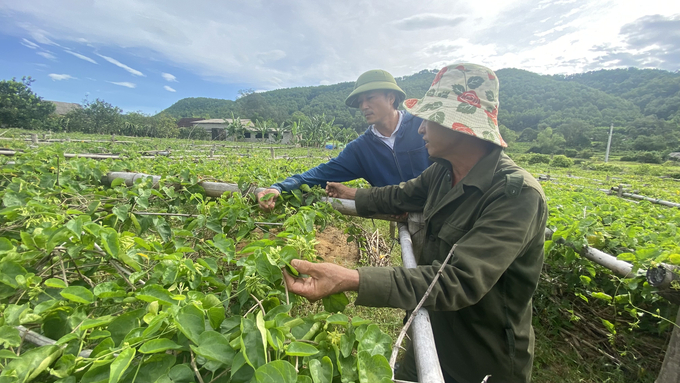 Toàn xã Sơn Tiến có gần 200 hộ trồng cây thiên lý, tạo sản phẩm hàng hóa, hướng tới là cây trồng chủ lực của địa phương. Ảnh: Nguyễn Hoàn.