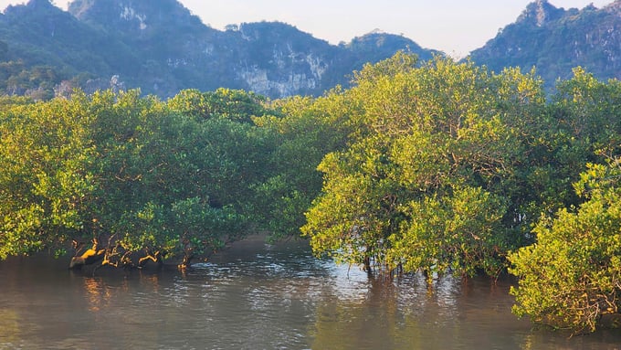 The mangrove ecosystem in Xuan Dam Commune, Cat Hai District. Photo: Dinh Muoi.