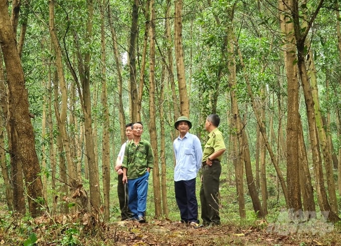 Tuyen Quang Province currently houses over 48,700 hectares of forest area certified for sustainable forest management. Photo: Dao Thanh.