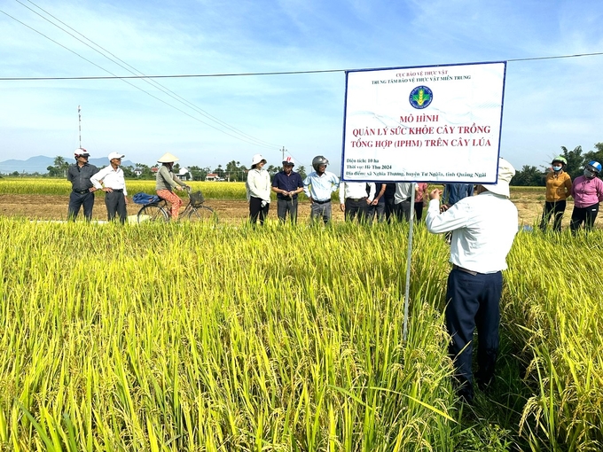 Trung tâm Bảo vệ thực vật miền Trung triển khai mô hình áp dụng IPHM tại xã Nghĩa Thương (huyện Tư Nghĩa, Quảng Ngãi) trên diện tích 10ha trong vụ hè thu 2024. Ảnh: L.K.