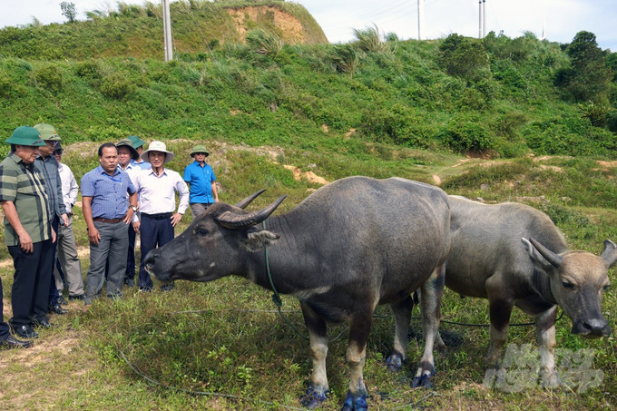 Ông Hà Sỹ Đồng (ngoài cùng bên trái), Phó Chủ tịchThường trực UBND tỉnh Quảng Trị kiểm tra công tác phòng chống dịch lở mồm long móng tại huyện Hướng Hóa. Ảnh: Võ Dũng.